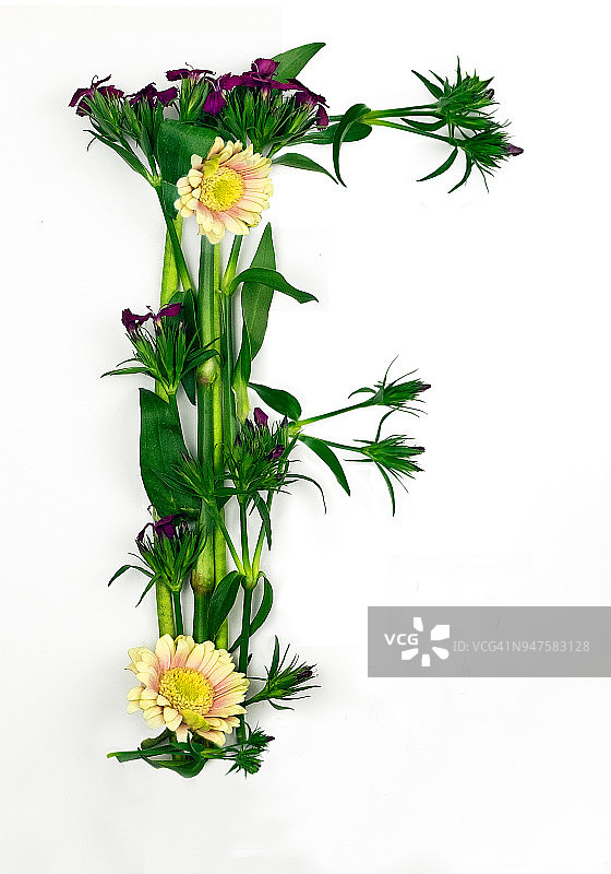 花卉字母F图片素材