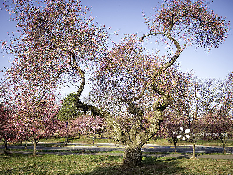 盛开的古老樱桃树图片素材
