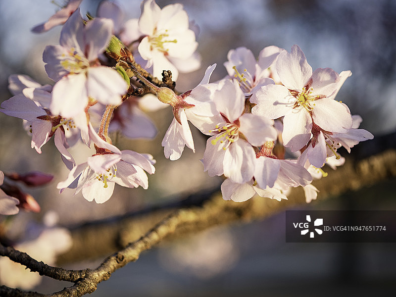 樱花特写图片素材
