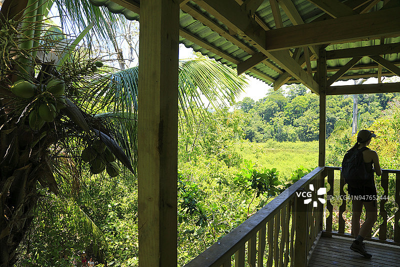 树冠上的瞭望塔图片素材