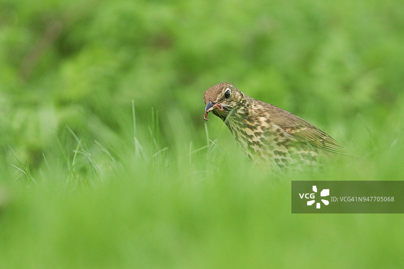 一只美丽的歌鸫（学名：Turdus philomelos）站在长长的草丛中，嘴里叼着它刚捕获的蠕虫图片素材