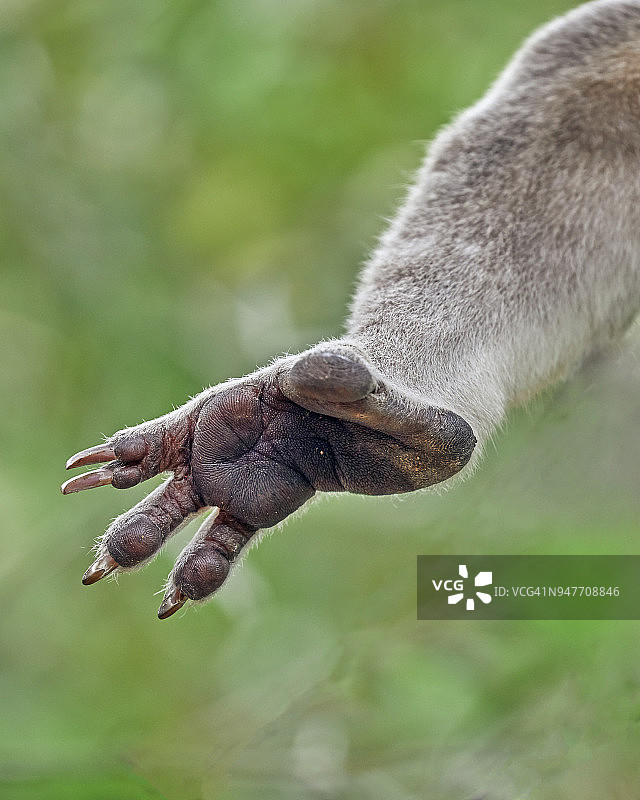 磁岛野生考拉尖爪后腿特写图片素材