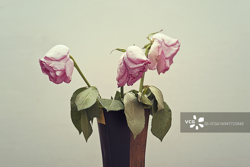 枯萎的粉红玫瑰图片素材