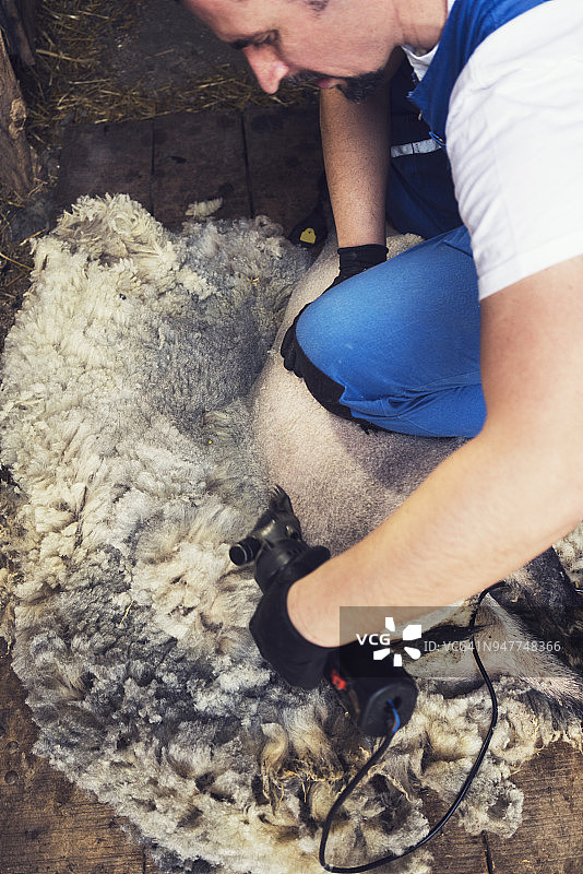 男人剪羊毛图片素材