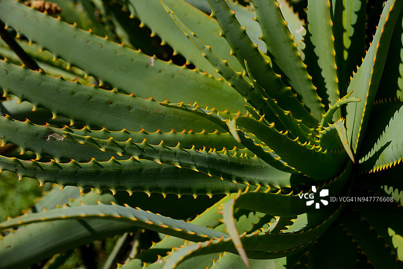 芦荟的微距照片图片素材
