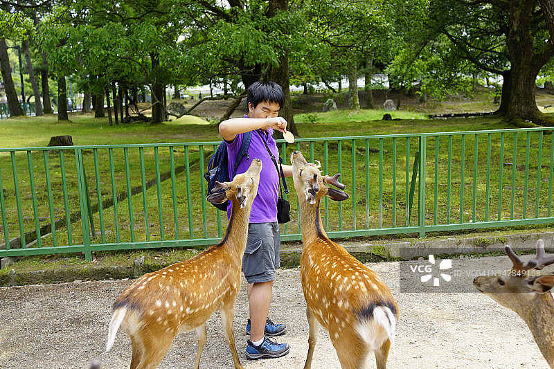 少年在日本奈良公园喂鹿图片素材