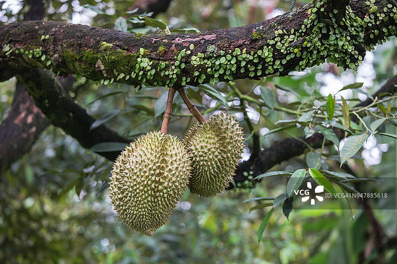 金色枕头榴莲图片素材