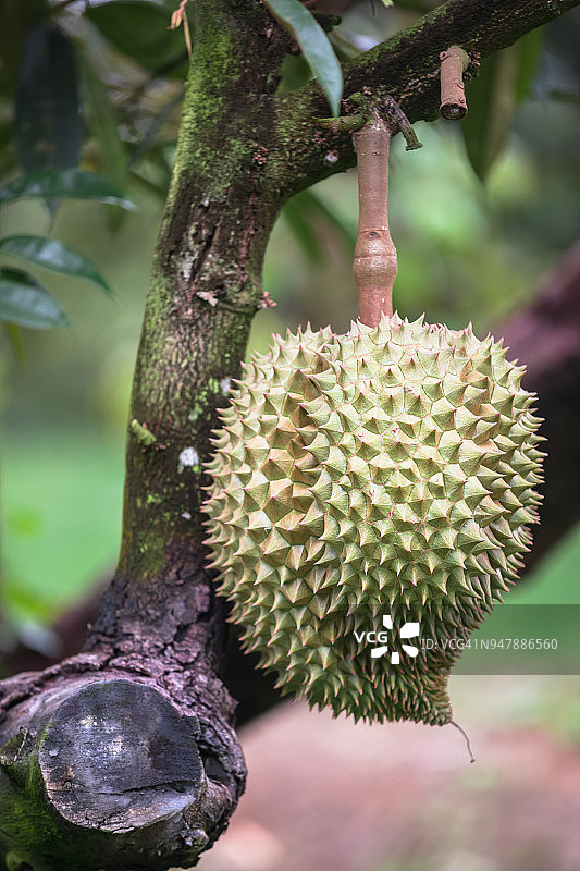 金色枕头榴莲图片素材