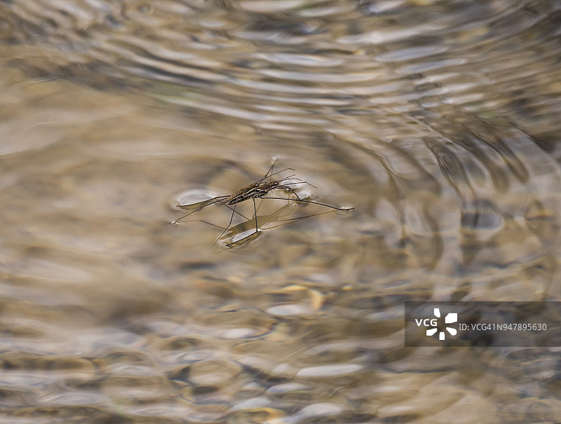 河面上交配的一对水黾图片素材