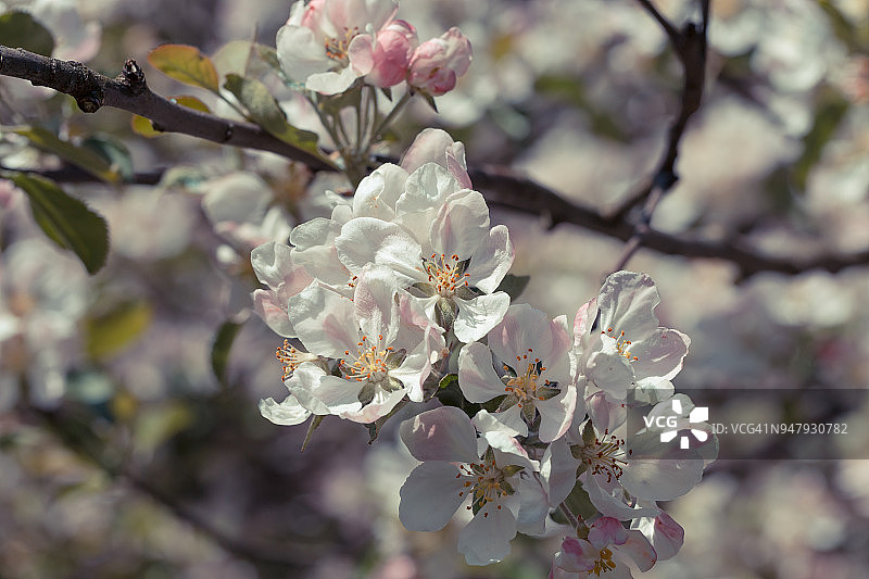 春天盛开的苹果树背景图片素材