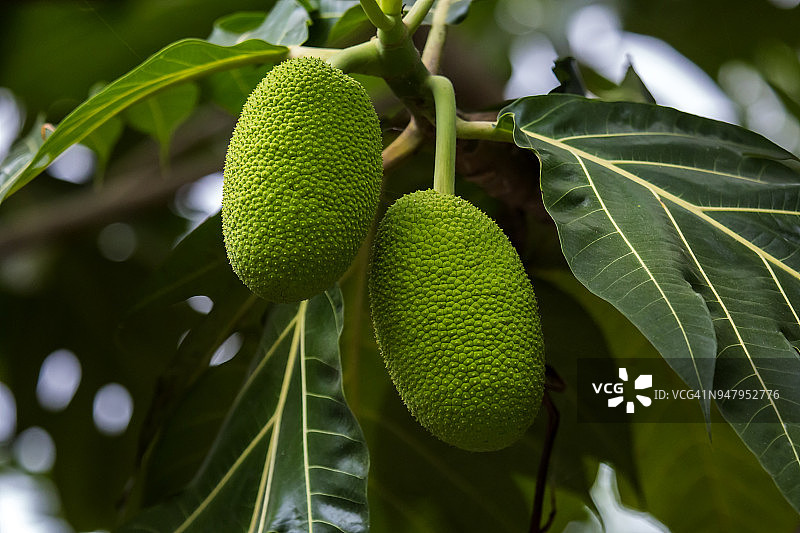 面包果图片素材