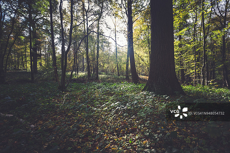 森林树木风景图片素材