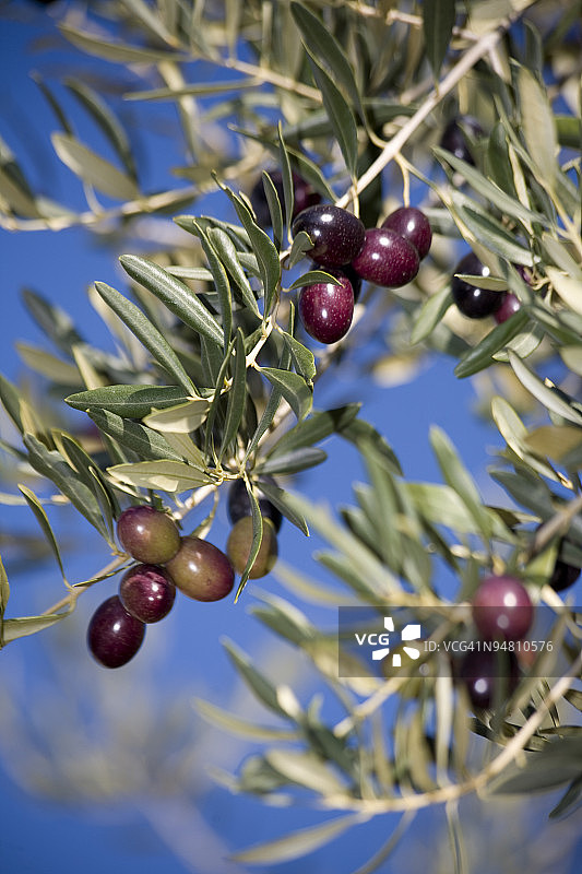 红橄榄图片素材