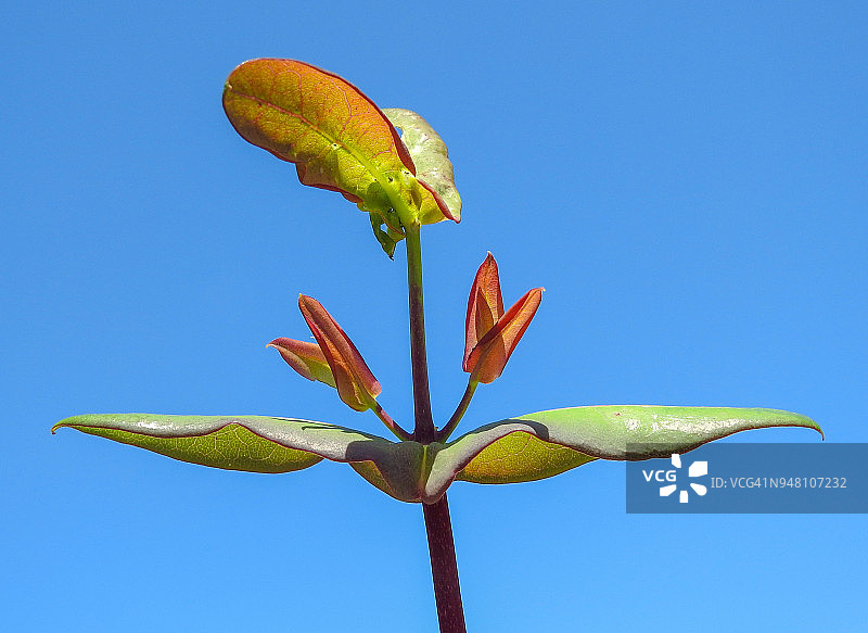 盘旋忍冬图片素材