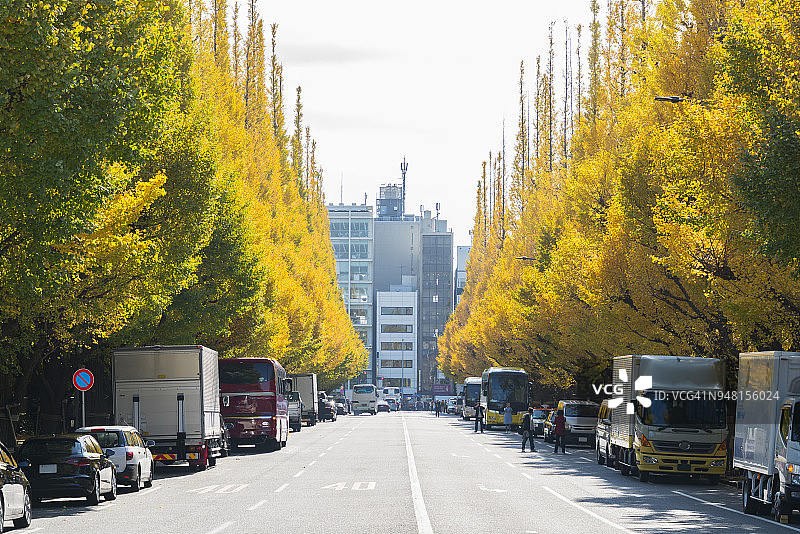 2017年11月17日，停靠在东京千代田区神宫外苑银杏树大道上的车辆，秋叶环绕着银杏树大道图片素材