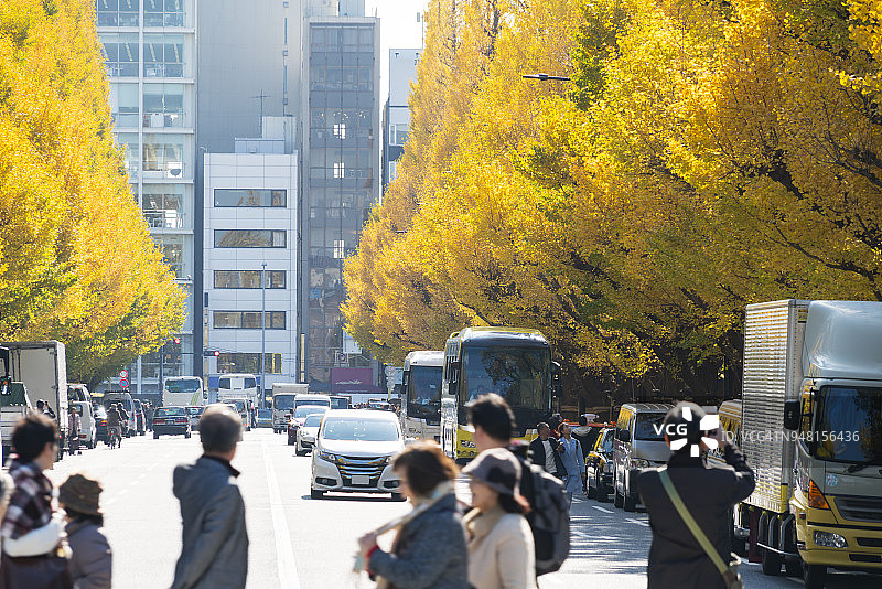 东京神宫外苑银杏树秋叶图片素材