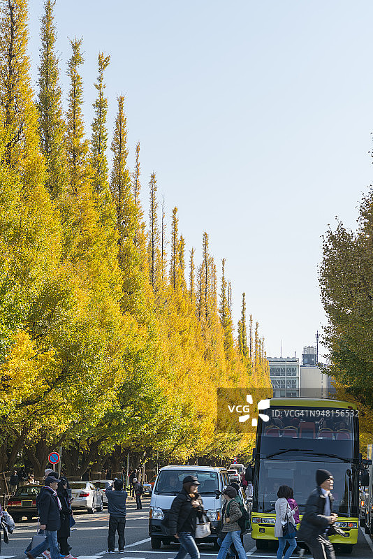 东京神宫外苑银杏树秋叶图片素材