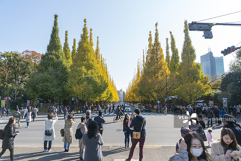 东京神宫外苑银杏树秋叶图片素材