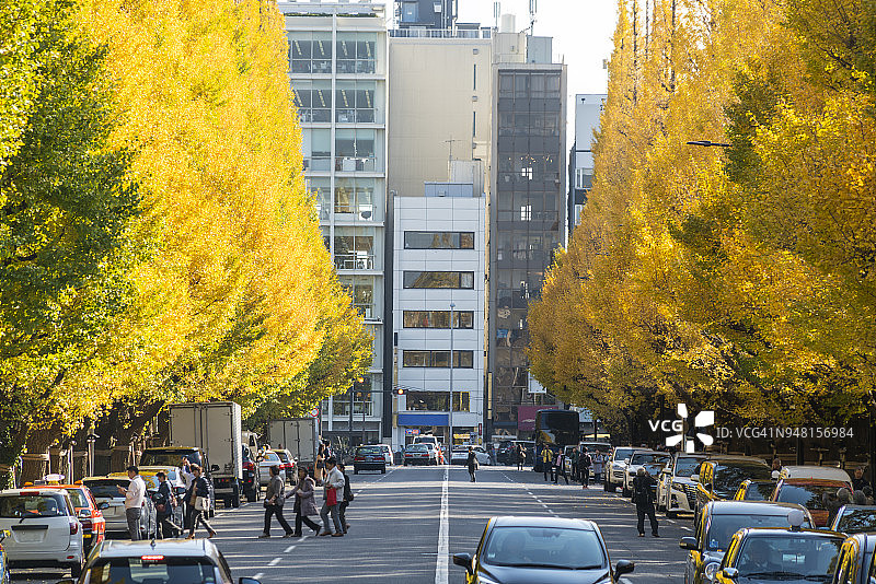 东京银杏树大道秋叶景观，车辆行人穿梭其间图片素材