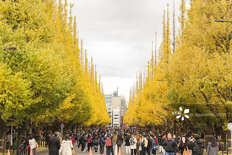 东京银杏树大道两旁的秋叶银杏树图片素材