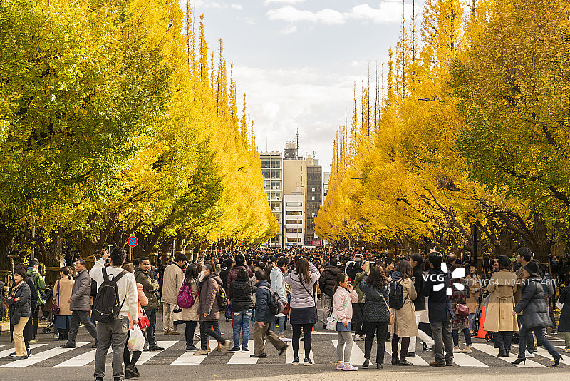 东京银杏树大道两旁的秋叶银杏树图片素材