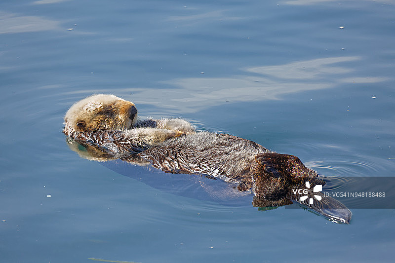 胸前爪子的海獭图片素材