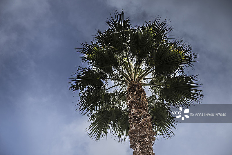 棕榈树细节（摩洛哥，马拉喀什）图片素材