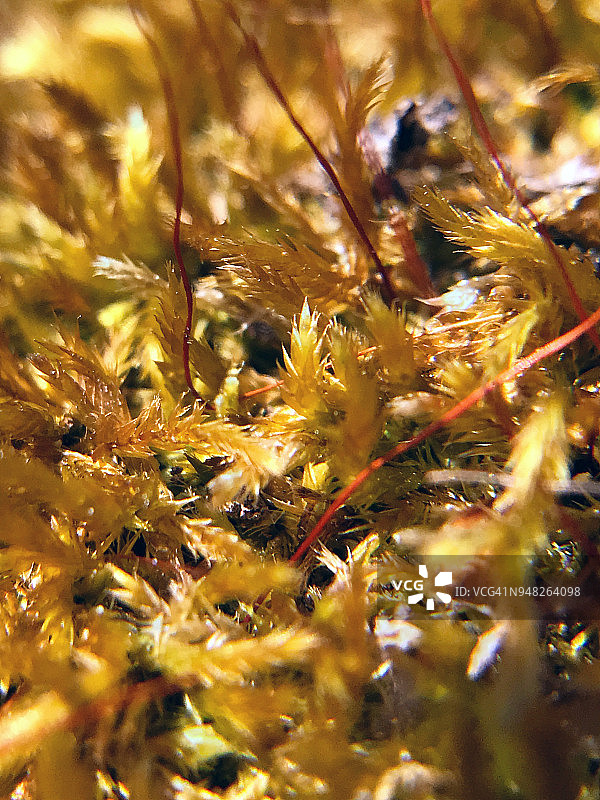 斜沟藓图片素材