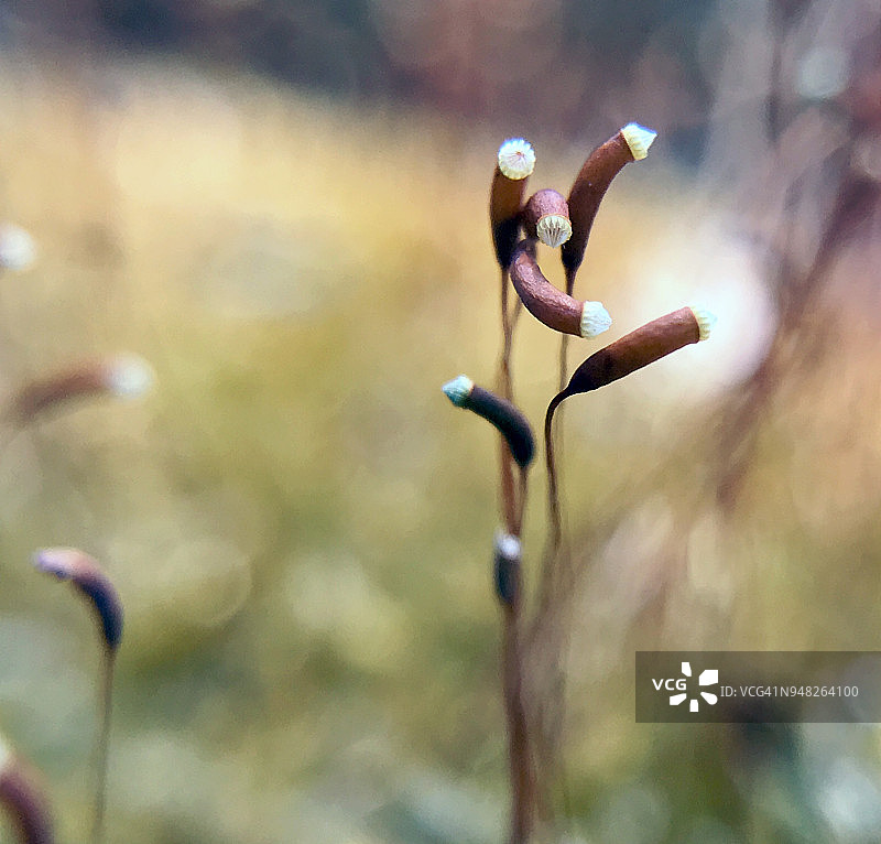 弯孢藓的孢子体图片素材