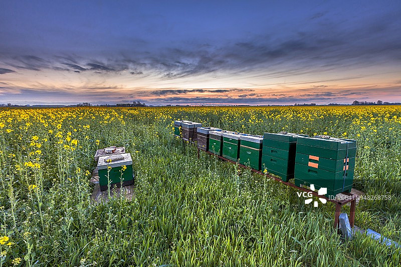 油菜籽田中的蜂箱图片素材
