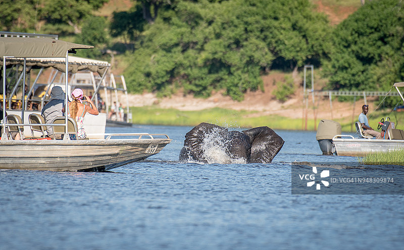 乘船观赏非洲象的游客图片素材