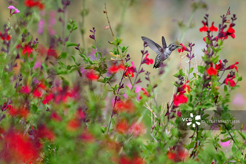 黑颏蜂鸟在凤凰城沙漠植物园中赏花图片素材