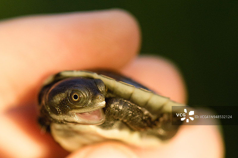 妇女手中的宠物小短颈龟图片素材