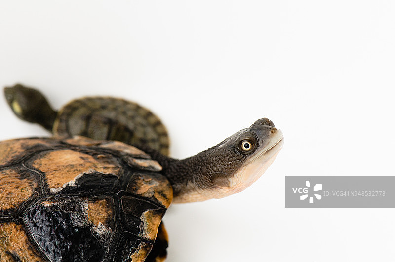 宠物淡水龟，工作室拍摄图片素材