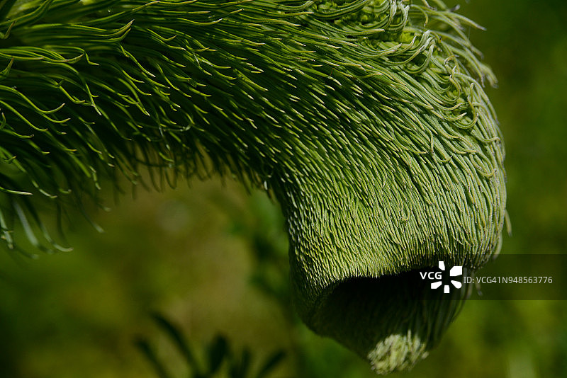 野百喜（珠宝塔）图片素材