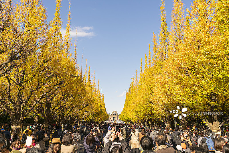 东京神宫外苑银杏树的秋叶图片素材