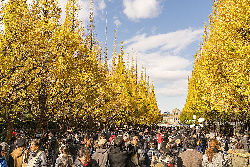 东京神宫外苑银杏树的秋叶图片素材