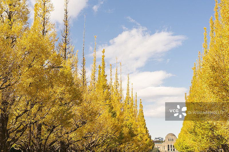 东京银杏树大道蓝天秋叶景观图片素材
