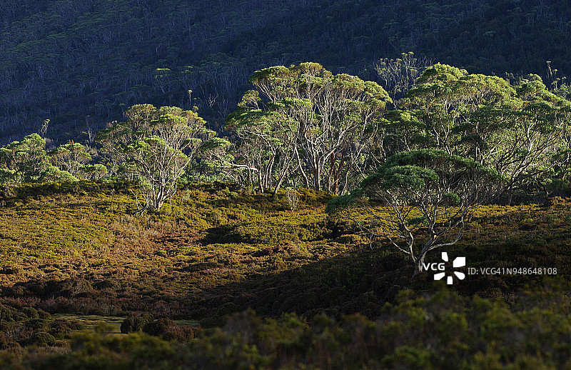 威尔湖的清晨光线图片素材