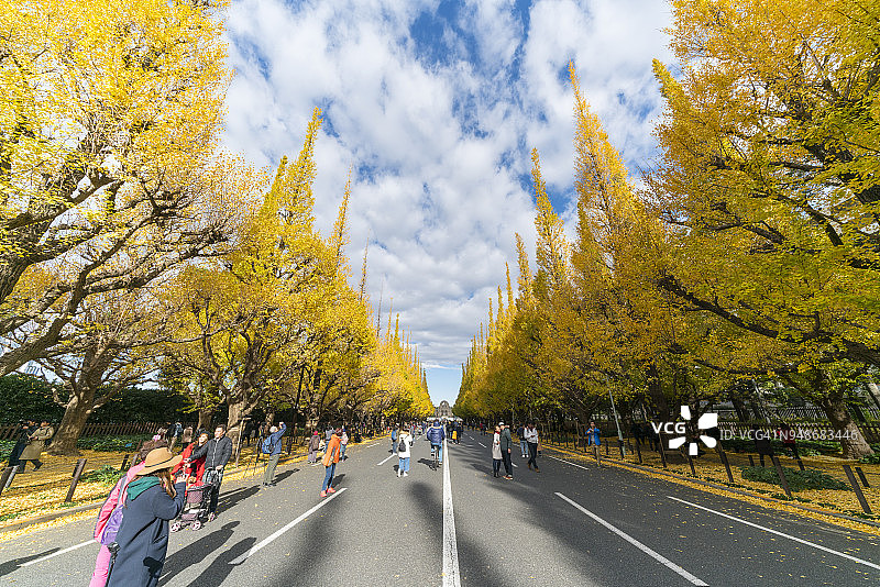 东京银杏树大道秋叶景观图片素材