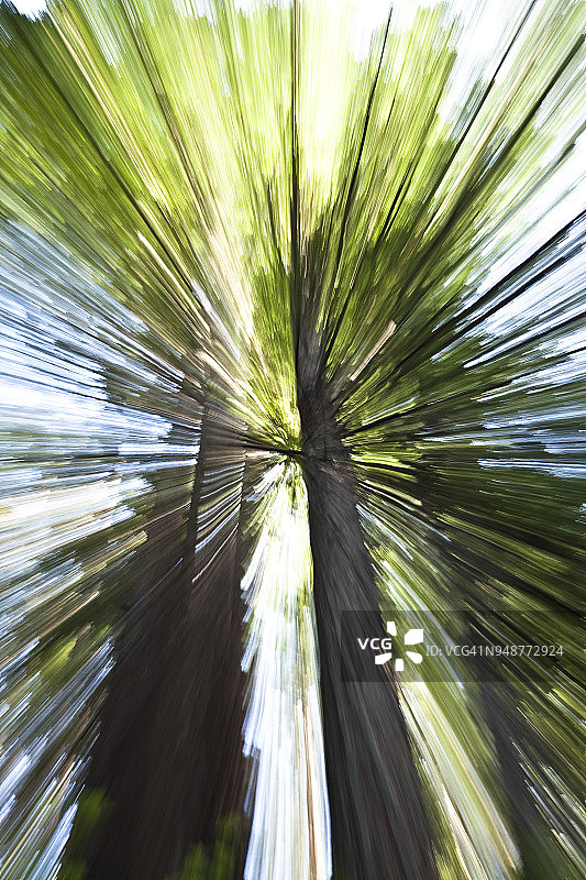 自然光森林场景中的摄像机变焦图片素材