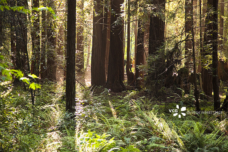 加利福尼亚红杉森林地面图片素材