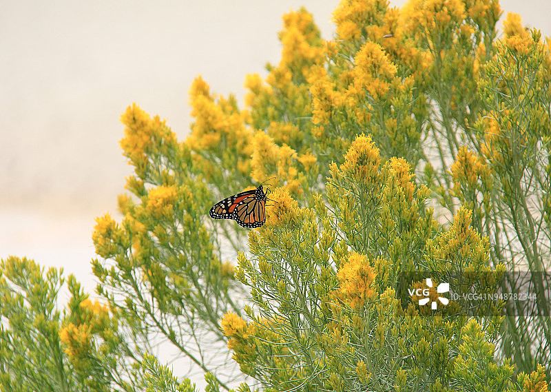 帝王蝶停留在金黄色的金鸡菊上图片素材