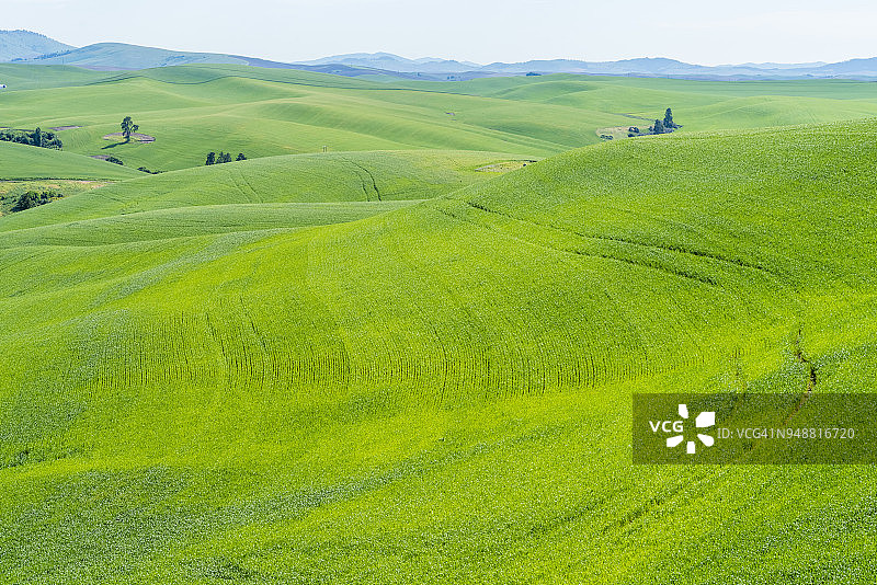 起伏的麦田图片素材