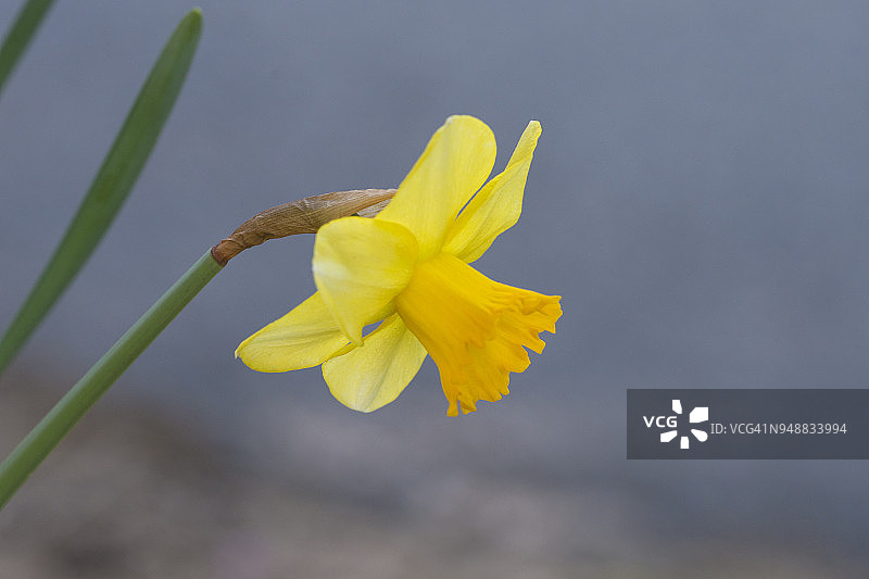 喇叭水仙图片素材