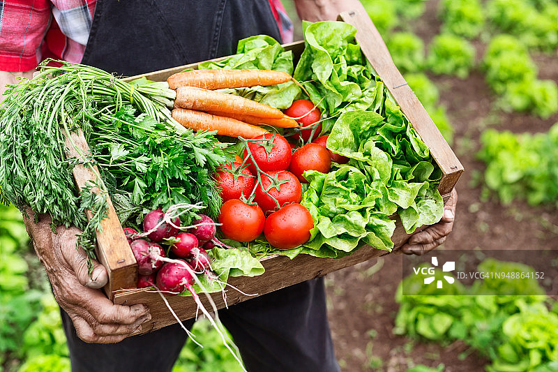 蔬菜箱图片素材