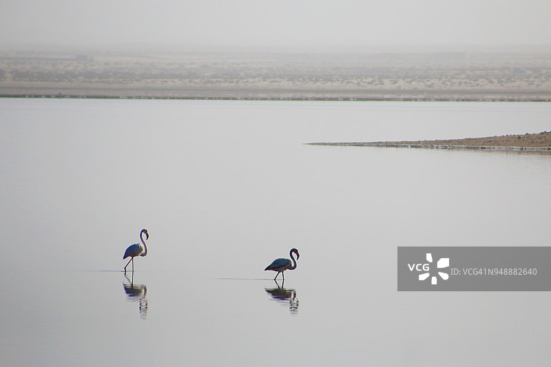 两只火烈鸟图片素材