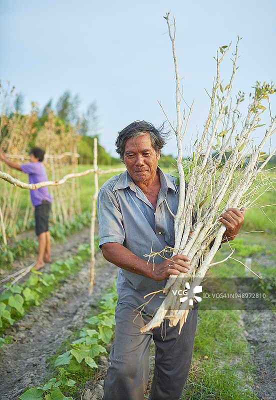 农民从事农作物种植工作图片素材