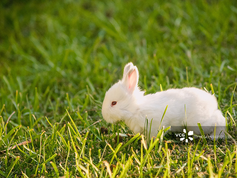 可爱的兔子宝宝坐在草地上，侧视图图片素材