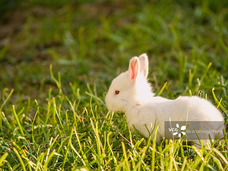 可爱的兔子宝宝坐在草地上，侧视图图片素材